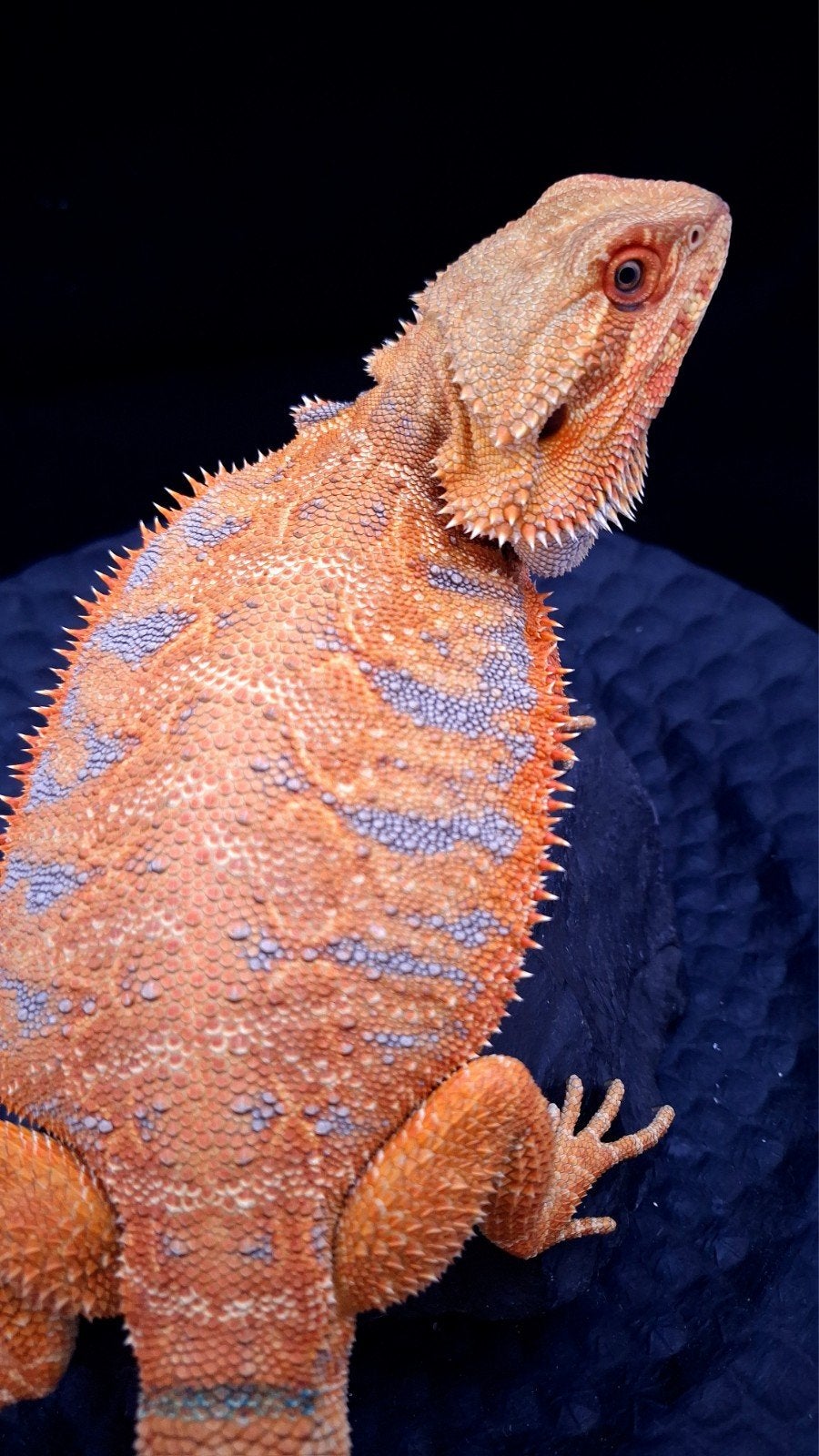 50% Red Monster Purple Tiger het. Witblits/Hypo Baardagaam Bearded Dragon photo 3