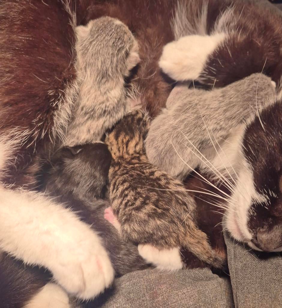 2 grijze kittens