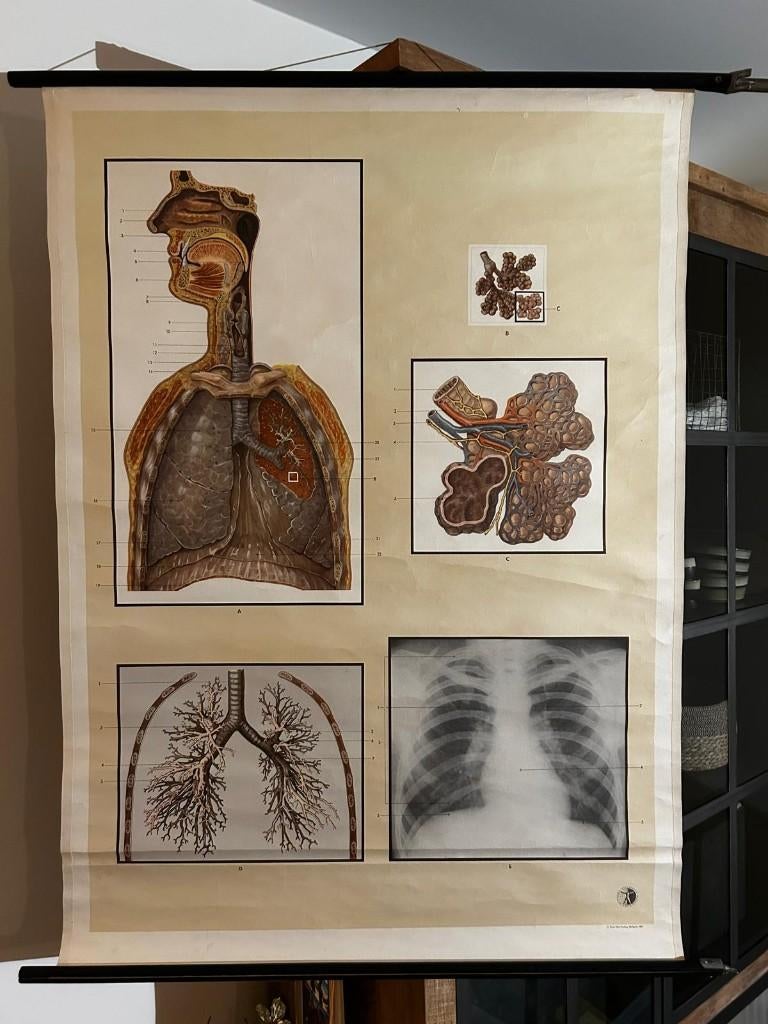 Anatomische plaat - ademhaling, Antiek en Kunst, Ophalen of Verzenden, Natuur en Biologie
