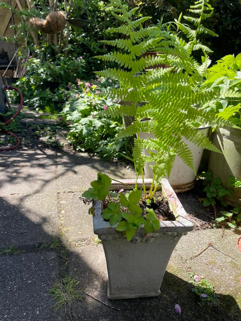 Varen in brocante bloempot. Gifvrij gekweekt, Ophalen, Overige soorten, Volle zon