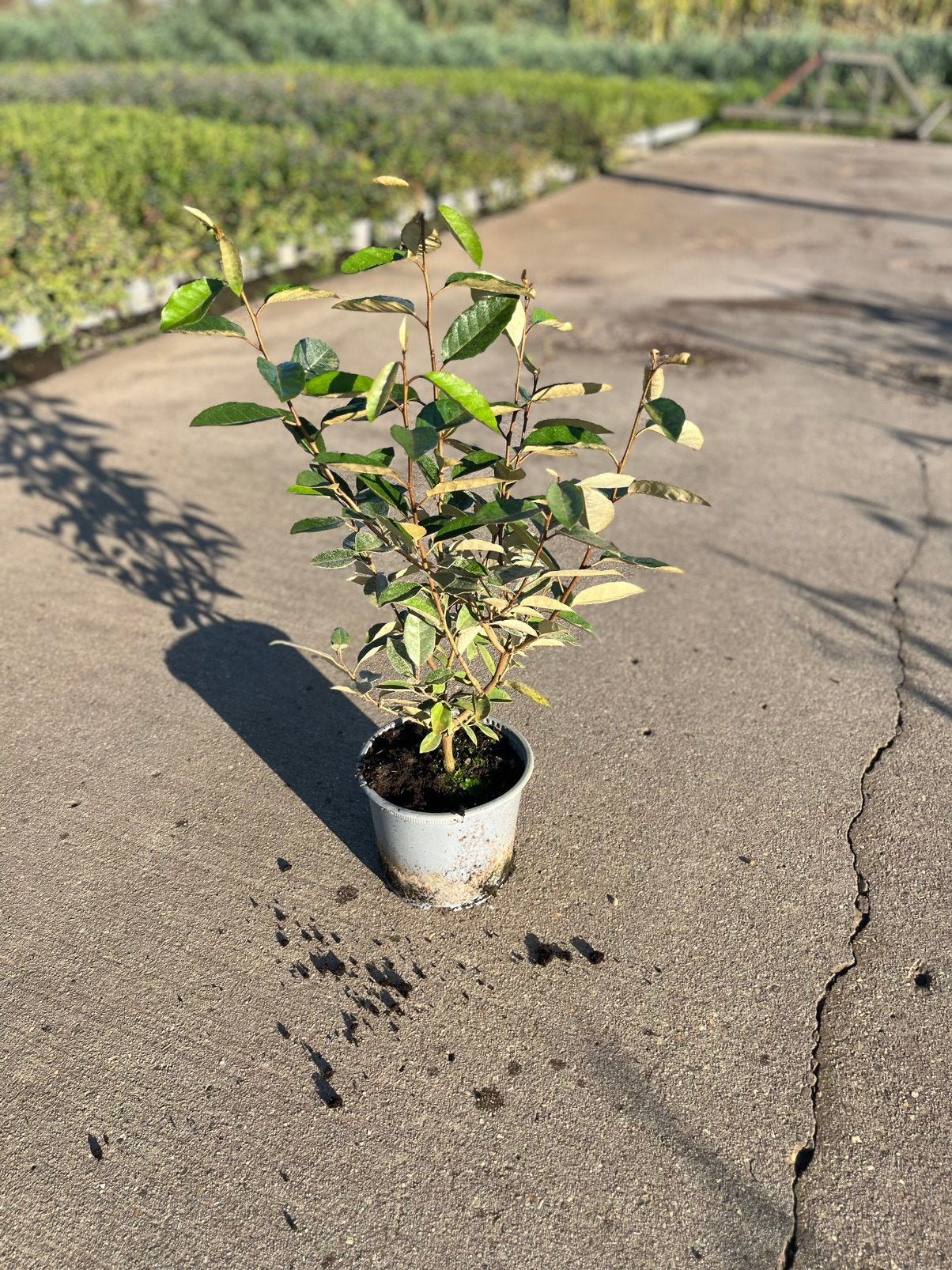 Foto 4 van Elaeagnus Ebbingei - Compacta - Olijfwilg -
