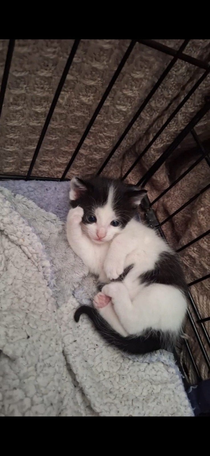 Prachtige aanhankelijke kittens zoeken een fijn huis!, Poes, Ontwormd, 0 tot 2 jaar