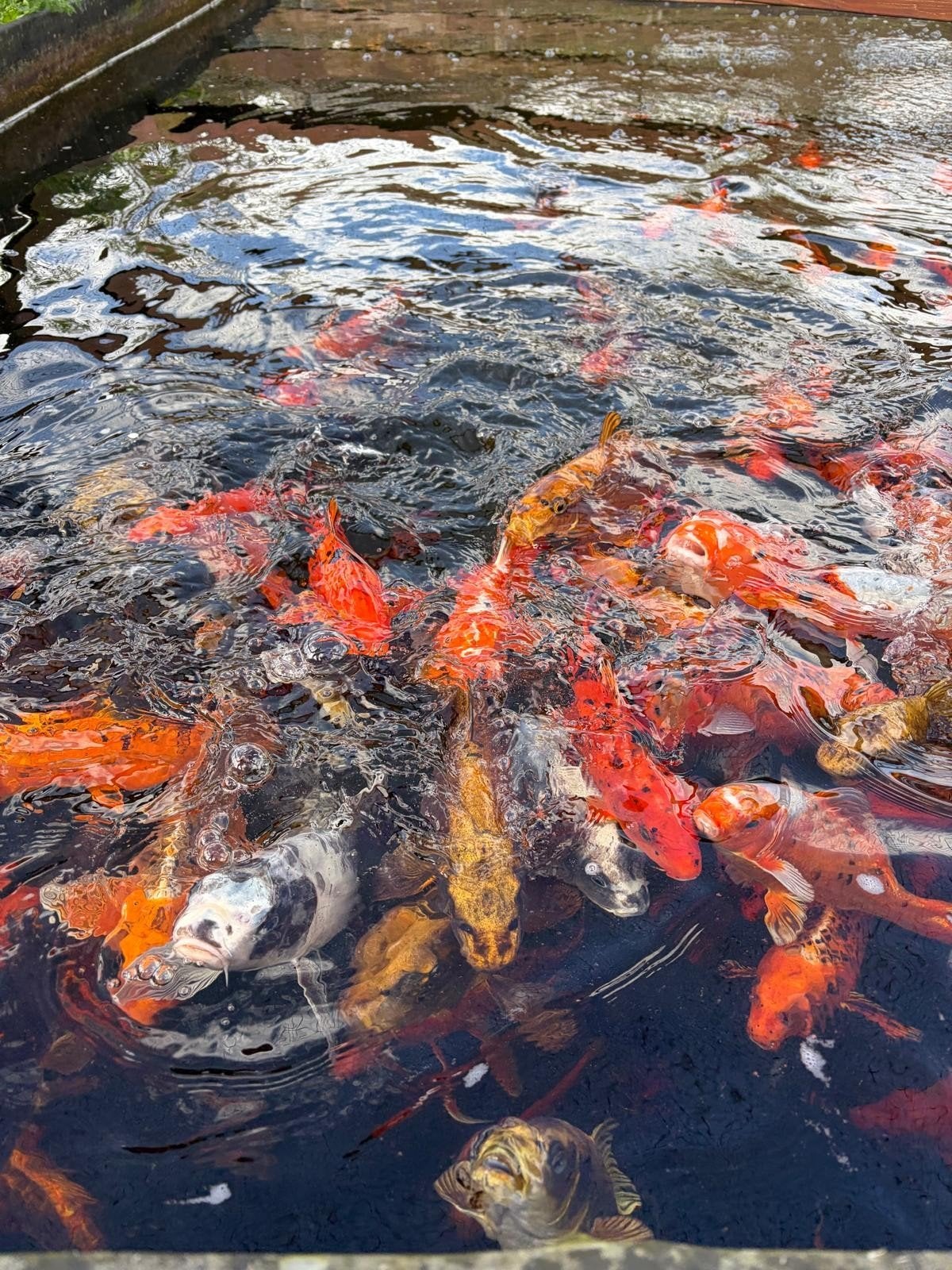 Koi karpers, Karper of Koi