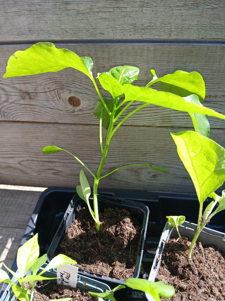 Biologische planten: paprika,  peper, aubergine, tomaat, Ophalen, Eenjarig, Groenteplanten, Volle zon