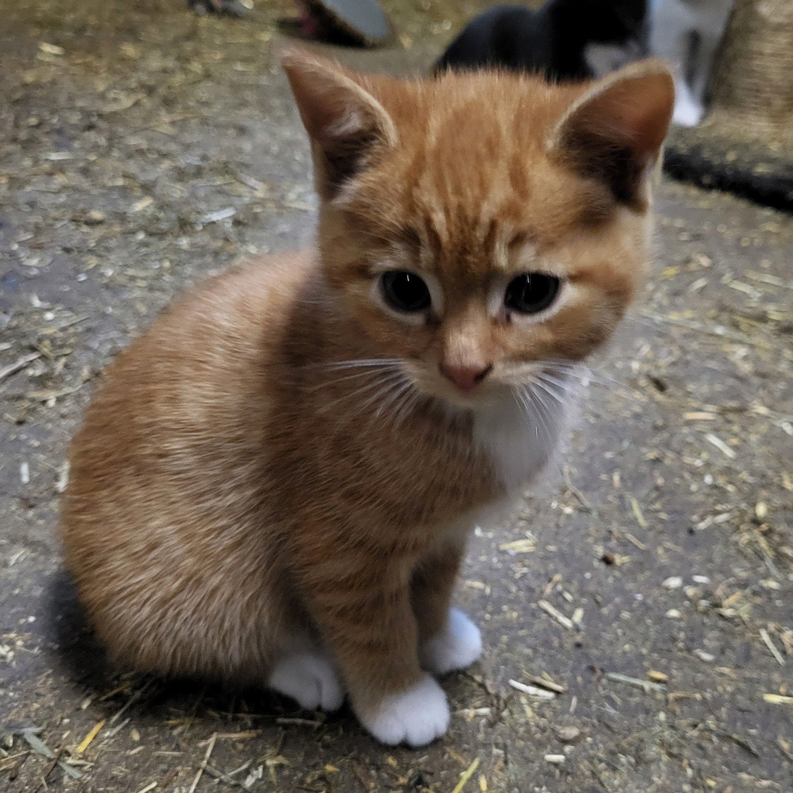 Rode poes en grijze kater boerderij kittens, Meerdere dieren, Kortharig, 0 tot 2 jaar