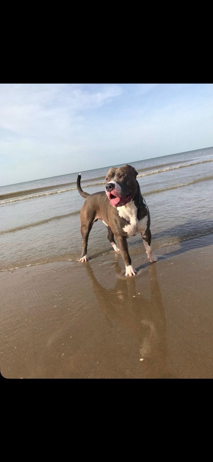 American bully XL herplaatser, 6 jaar of ouder, Parvo, Eén hond, Nederland