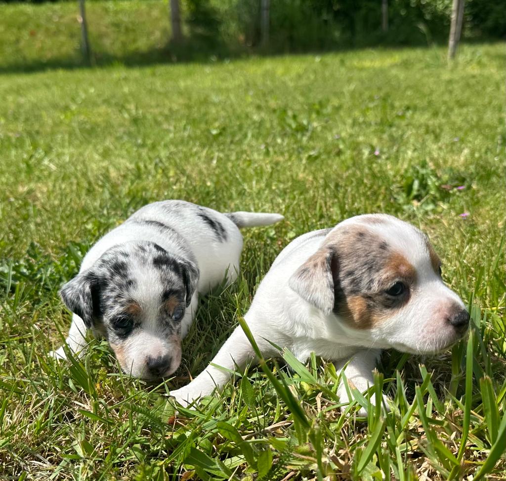 Prachtige Jack Russell pups, Dieren en Toebehoren, Honden | Jack Russells en Terriërs, Parvo, België, Particulier, Jack Russell Terriër