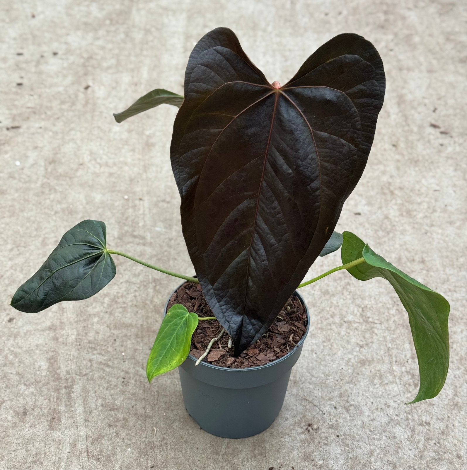 Anthurium Queen of Hearts, Ophalen of Verzenden, Halfschaduw, Minder dan 100 cm