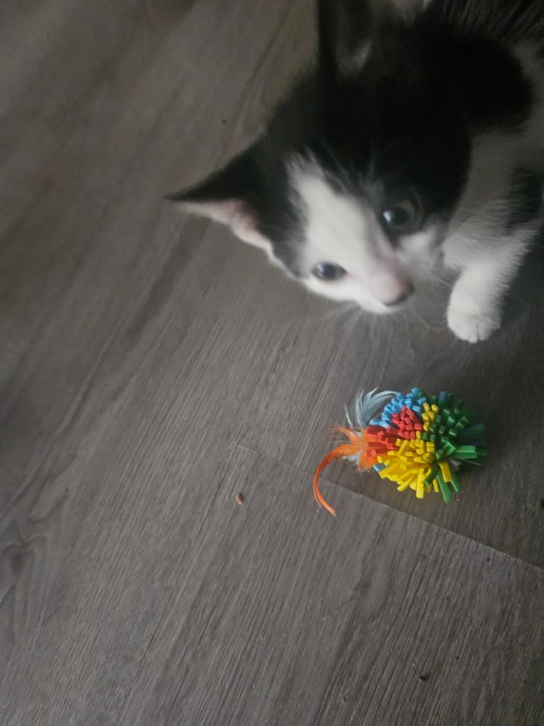 Kittens, Ophalen of Verzenden