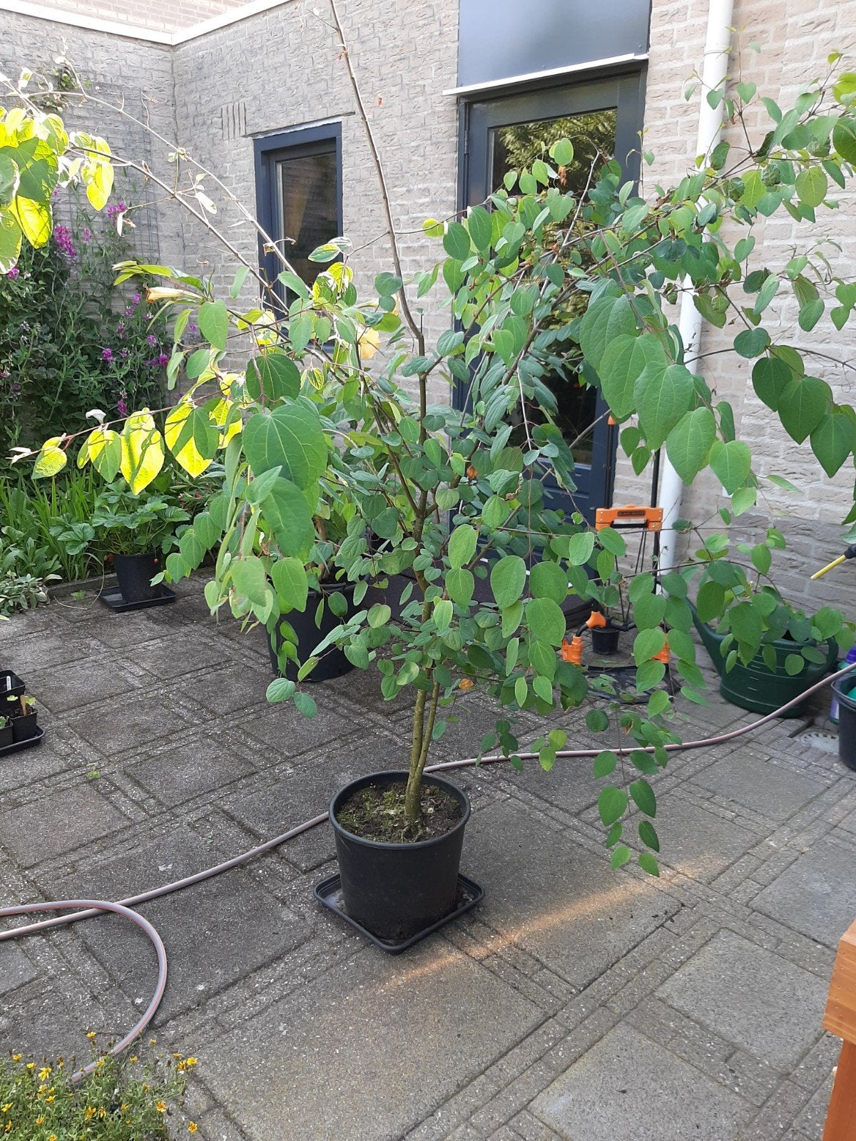 3 Katsurabomen te koop - Deurne, Noord-Brabant, Ophalen