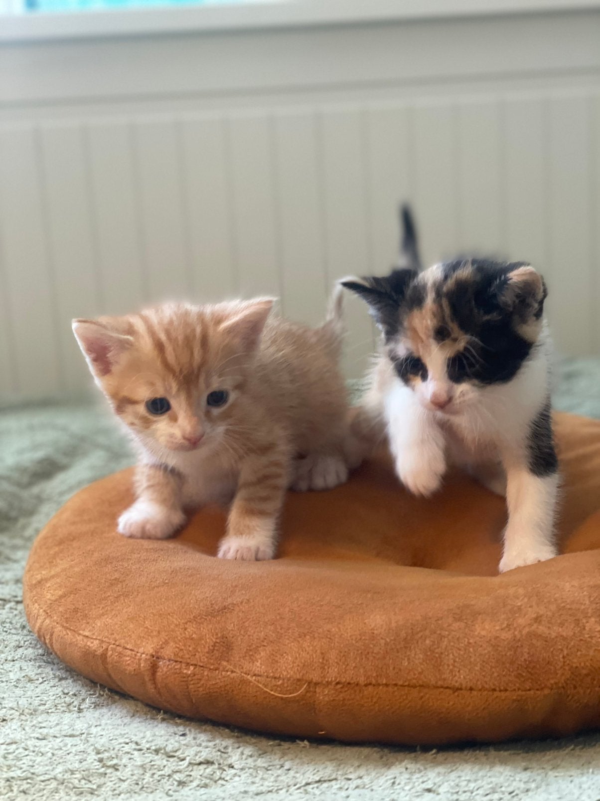 Leuke kittens, Meerdere dieren