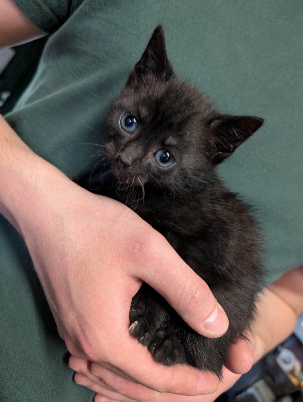 Kittens zoeken een nieuw huisje, Meerdere dieren, Kortharig, 0 tot 2 jaar