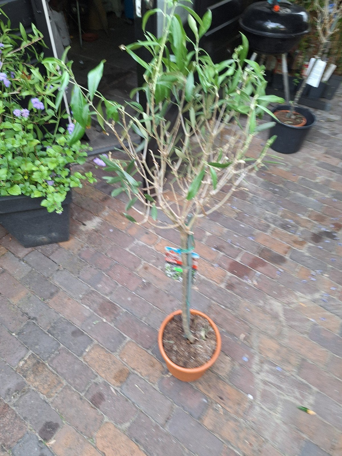 olijfboomje op stam, Ophalen