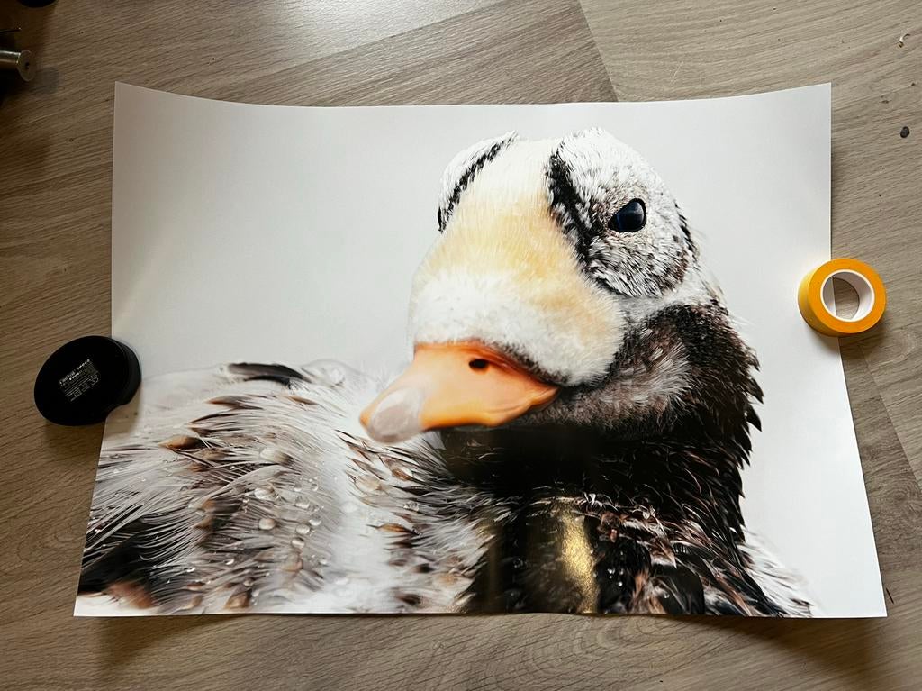 Brileider Texel A2 fotoprint, Ophalen of Verzenden, Zo goed als nieuw, Foto of Poster, Minder dan 50 cm