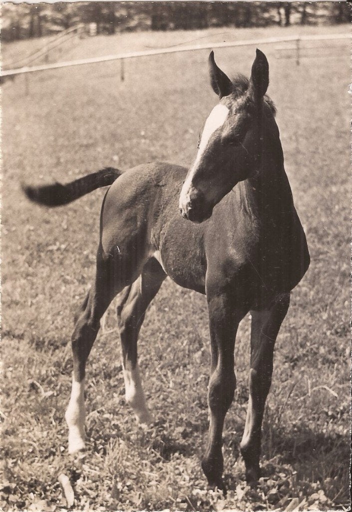 Paard Holsteiner veulen 60er jaren Uitg. Beringer & Pampaluc, Ophalen of Verzenden, 1940 tot 1960, Ongelopen, Paard
