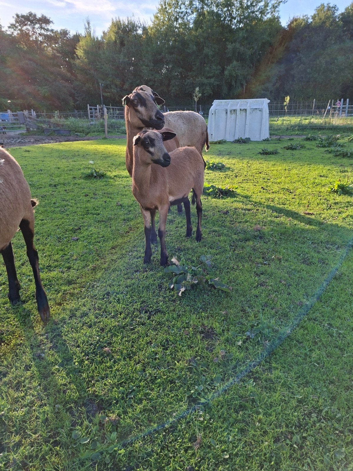 Raszuivere Barbados Black Belly ooien (2x), Dieren en Toebehoren, Vrouwelijk, Schaap