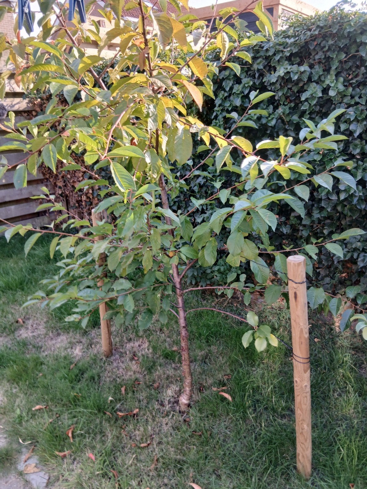 Kersenboom, Tuin en Terras, Planten | Bomen, Ophalen of Verzenden, Volle zon, Overige soorten