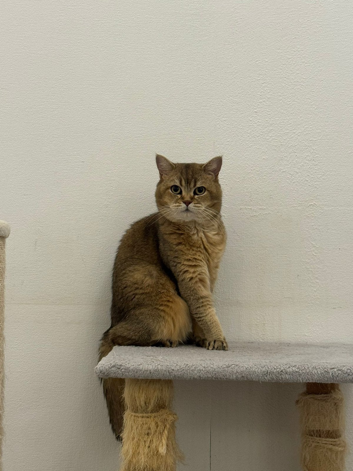 Britse korthaar DEKKATER. ( niet te koop ) !