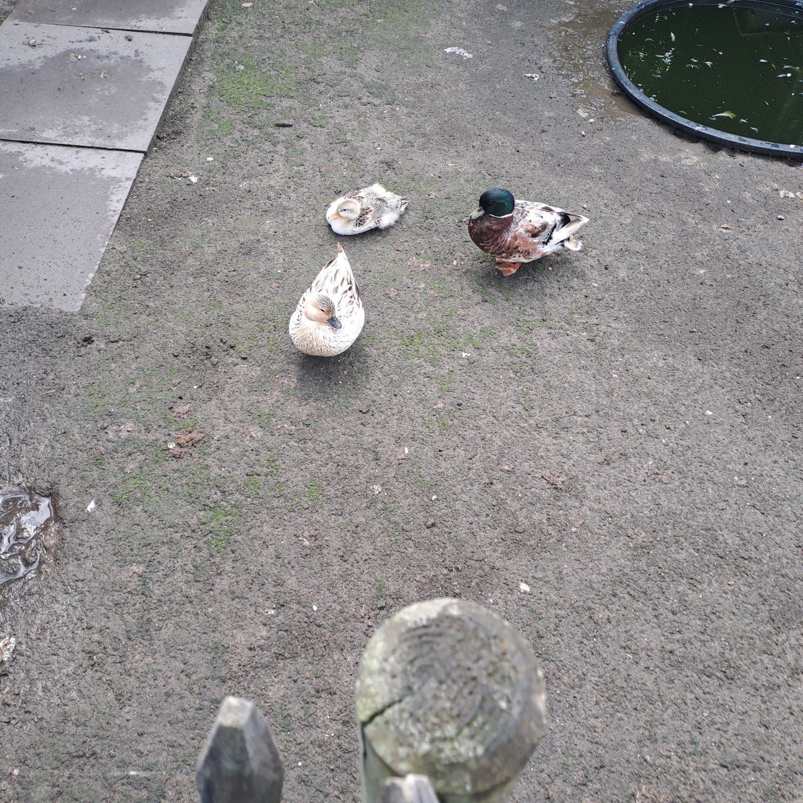 Eenden  kwakers, Dieren en Toebehoren, Pluimvee, Meerdere dieren