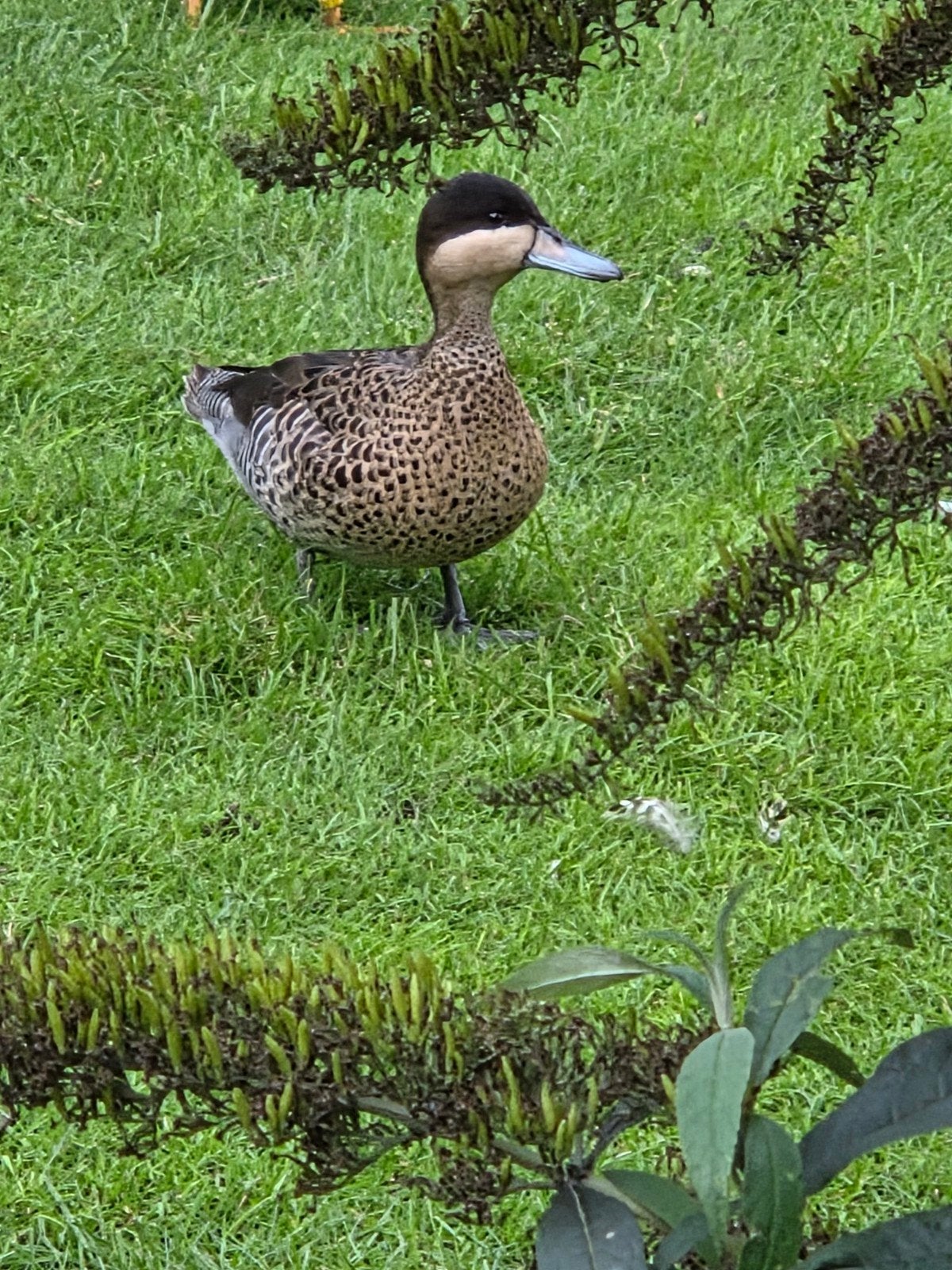 versicolor taling, Dieren en Toebehoren, Vrouwelijk, Eend