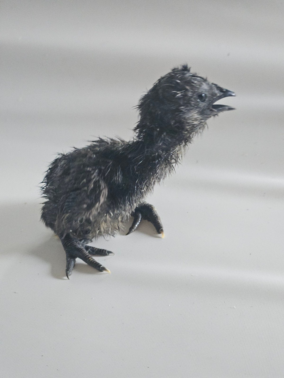 Broed-eieren Ayam Cemani, Dieren en Toebehoren