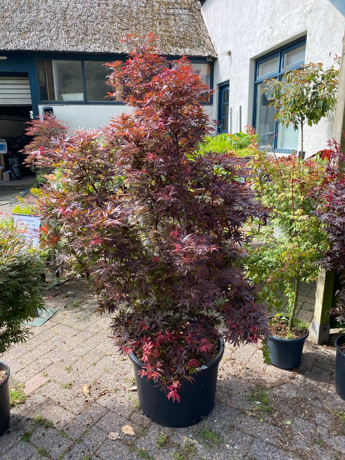 Japanse Esdoorn 'Shaina' - Compacte Rode Bladeren, Tuin en Terras, Planten | Tuinplanten, Vaste plant, Bloeit niet, Halfschaduw