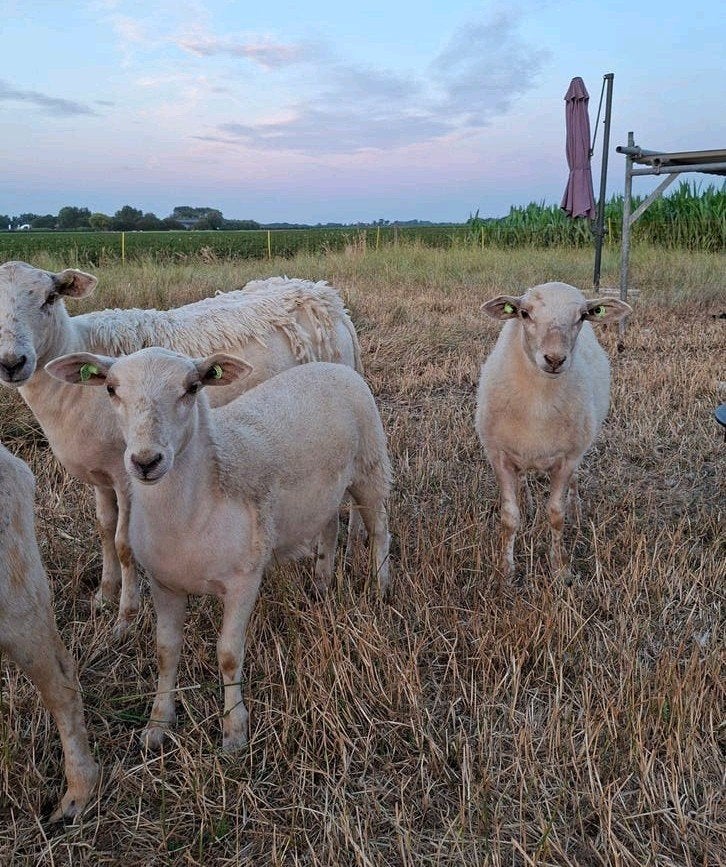 Nolana lammeren, Meerdere dieren, Schaap, 0 tot 2 jaar