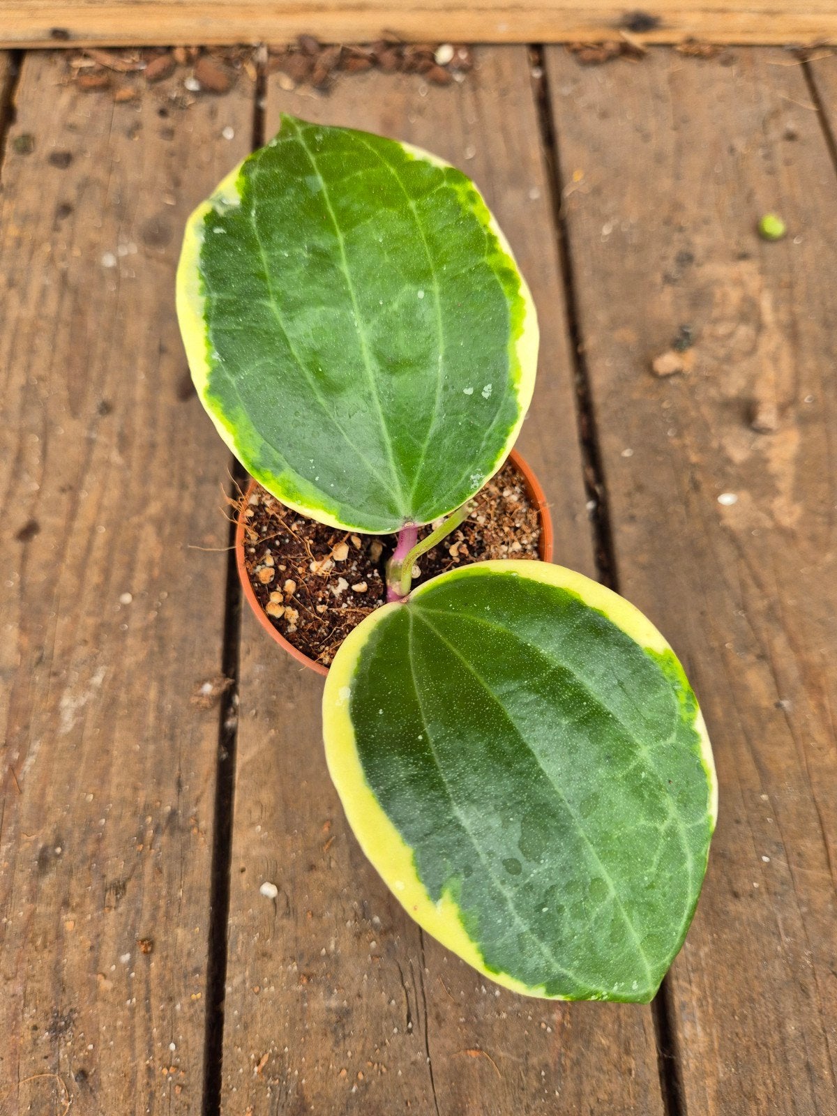 Hoya Latifolia albomarginata round leaf p6 (1)