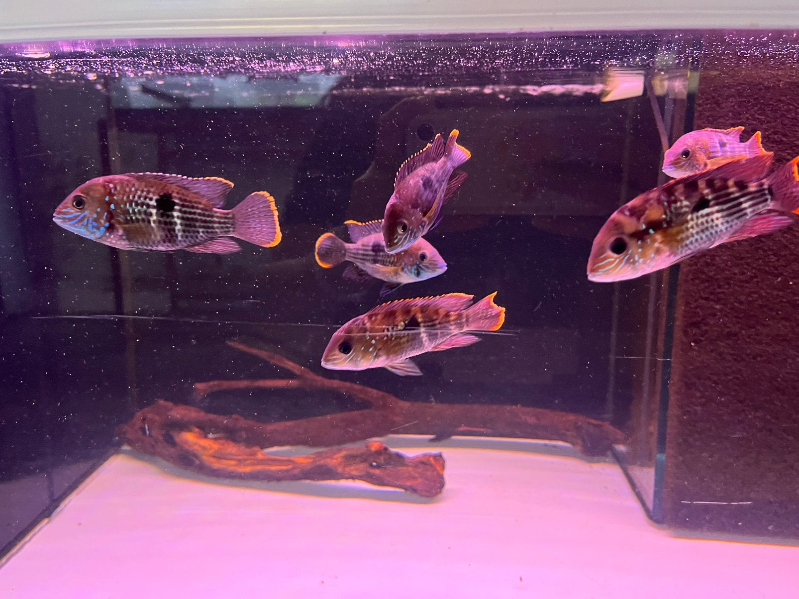 Rivulatus, Vis