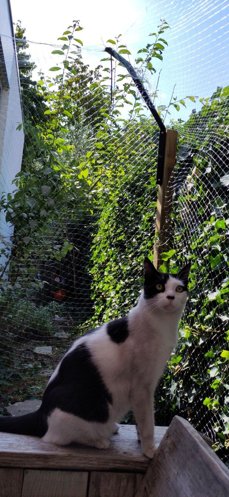 kattennet (met gaatje), Dieren en Toebehoren, Ophalen of Verzenden