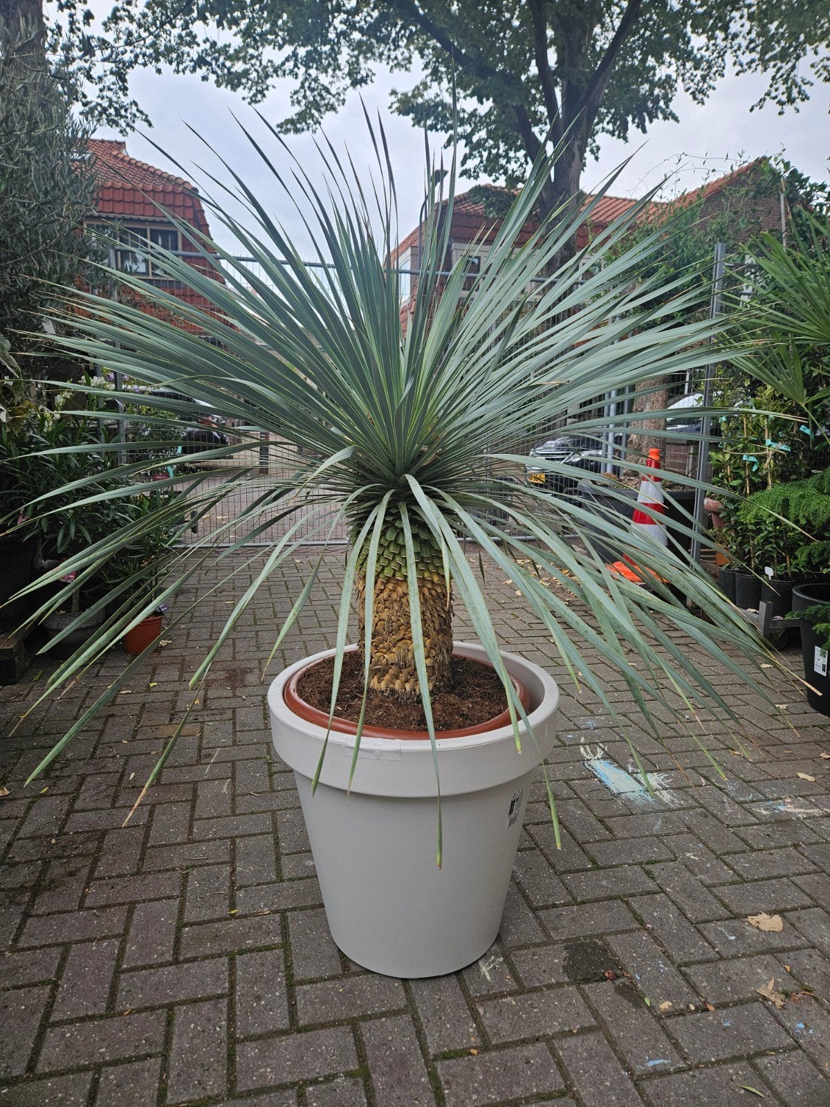 Yucca Rostrata - stamdikte 57cm, sthoogte 40cm hoog, Ophalen of Verzenden, Overige soorten, Volle zon