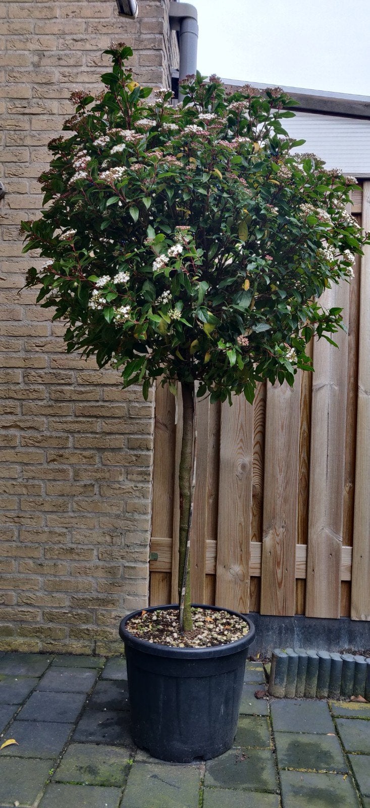 zeer grote super volle solitaire viburnum Tinus - Sneeuwbal, Herfst, Ophalen of Verzenden, 100 tot 250 cm, Volle zon