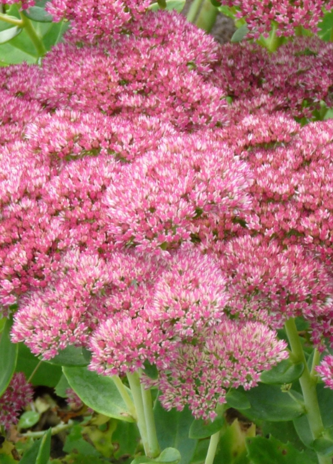 Roze Sedum herbstfreude  (Hemelsleutel) - Sterke vaste plant, Overige soorten, Volle zon, Vaste plant, Ophalen of Verzenden