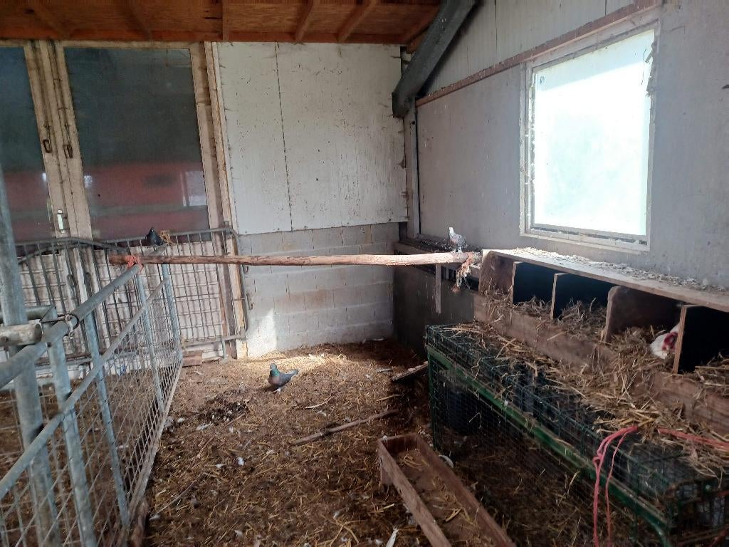 Takla duiven, Dieren en Toebehoren, Vogels | Duiven, Meerdere dieren, Overige soorten