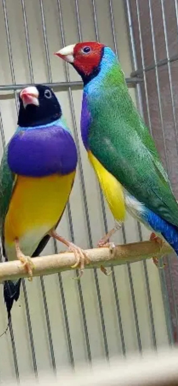 mooie koppel gouldamadine, Dieren en Toebehoren, Meerdere dieren