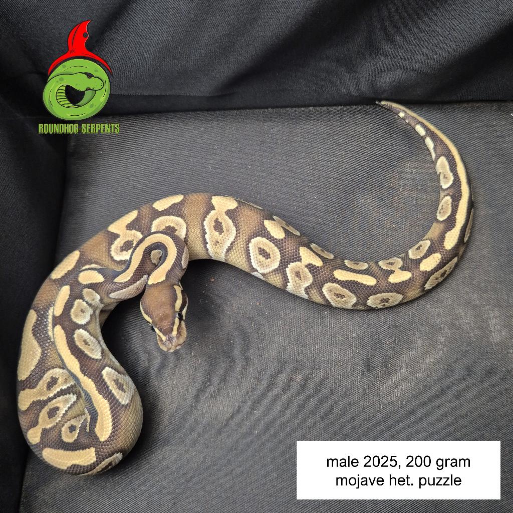 regius majove het puzzle Ball Python - male for sale from Roundhog serpents