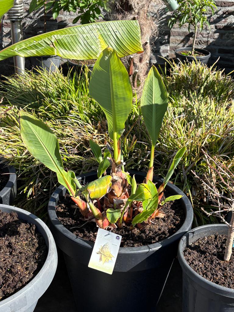 Werkelijk prachtige musella lasiocarpa banaan in een pot!!, Ophalen, Volle zon, Vaste plant, Zomer