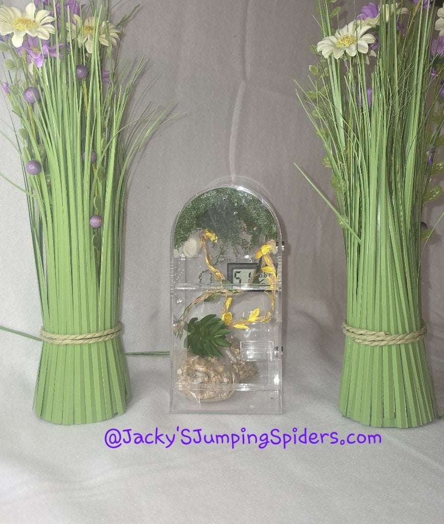 SpringSpin Terrarium, Dieren en Toebehoren, Spin of Schorpioen