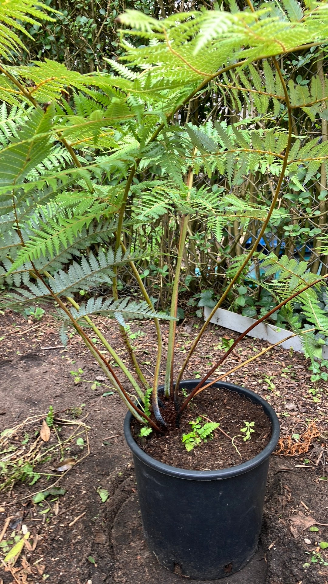 cythea dealbata, Tuin en Terras, Bloeit niet, Overige soorten, Minder dan 100 cm, Ophalen