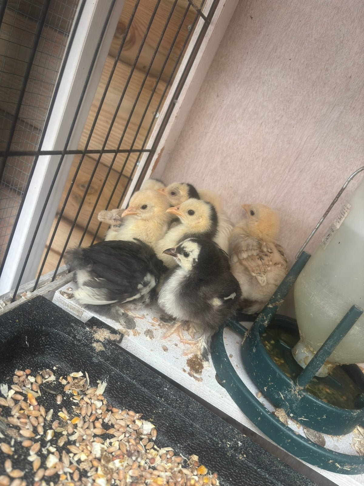 Cochin kuikens kriel, Dieren en Toebehoren, Pluimvee, Meerdere dieren, Kip