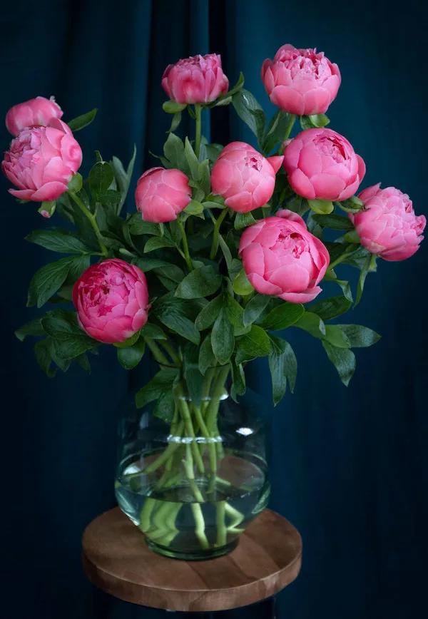 Prachtige Pioenrozen - Verse snijbloemen voor elke gelegenhe, Volle zon, Vaste plant, Lente, Ophalen