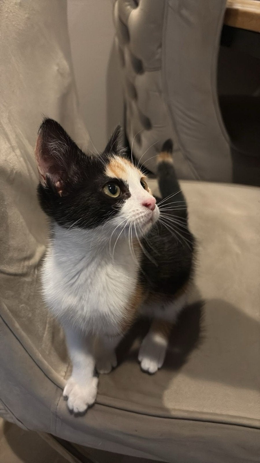 kitten, Poes, 0 tot 2 jaar
