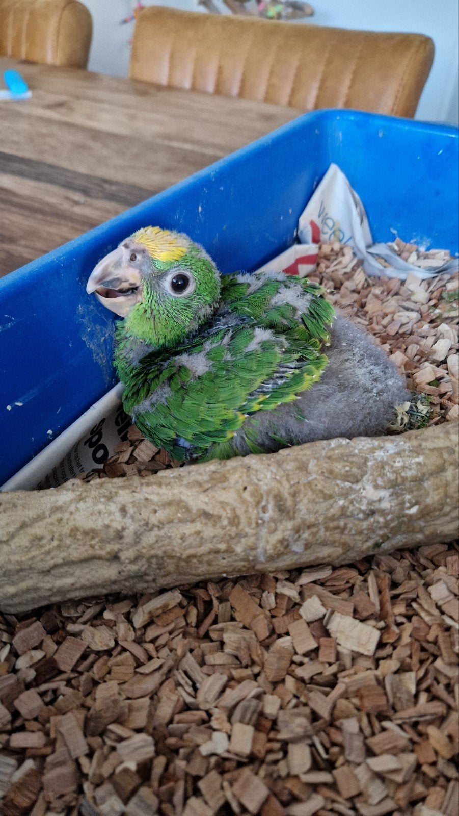 Lieve jonge Geelvoorhoofd Amazone papegaaien supertam!, Dieren en Toebehoren, Vogels | Parkieten en Papegaaien, Papegaai, Geringd