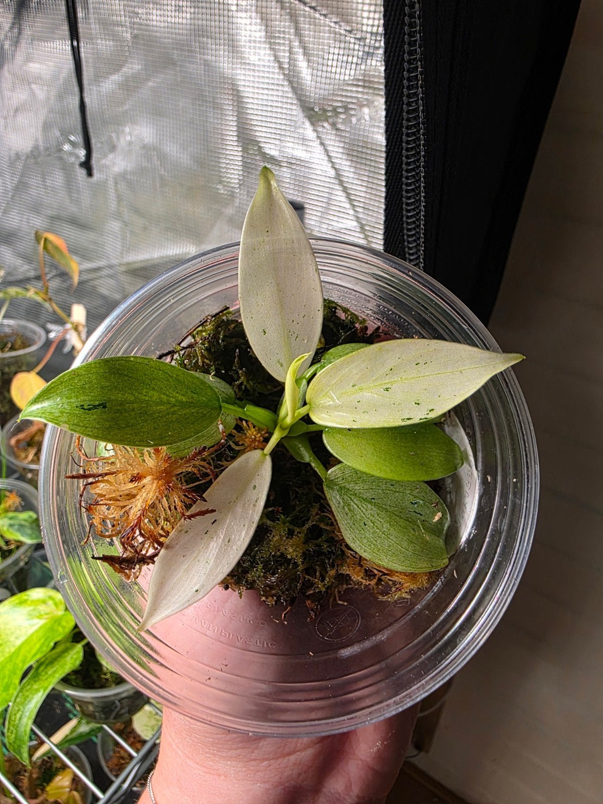 Philodendron snowdrift, Ophalen of Verzenden, Halfschaduw, Minder dan 100 cm