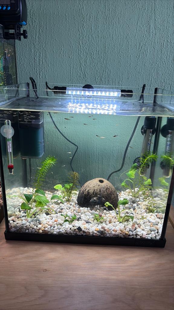 Endler en dumbo guppen gratis op te halen, Vis, Zoetwatervis