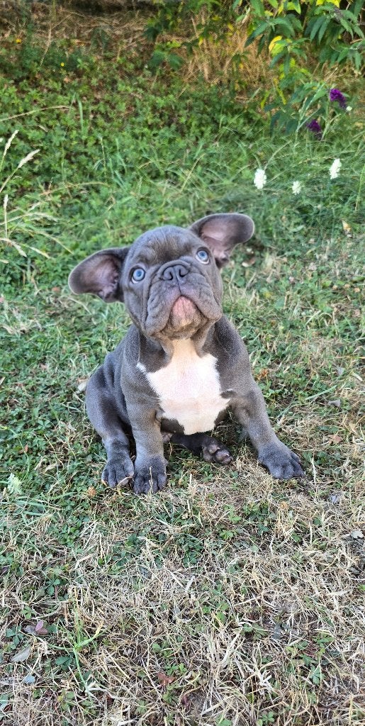 Blue Franse Bulldog reutje - speels & sociaal, Dieren en Toebehoren, Reu, 8 tot 15 weken, Bulldog, Eén hond