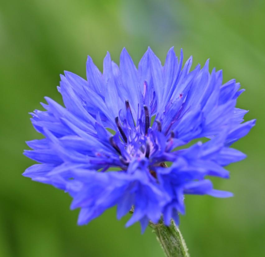 Zaden korenbloem blauw of mix of keizerskorenbloem, Tuin en Terras, Verzenden, Volle zon