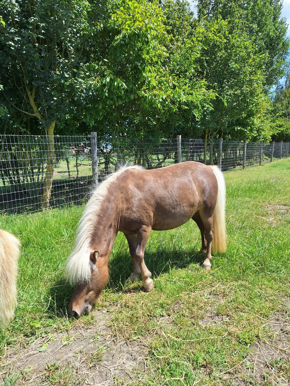 nmprs jaarling💖en merrie met hengstveulen, Dieren en Toebehoren, Pony's, Merrie, Met stamboom, 0 tot 2 jaar, A pony (tot 1.17m)
