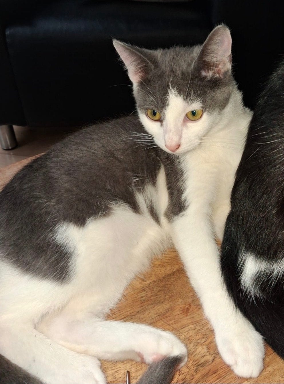 Kittens +-6 maanden oud, Dieren en Toebehoren