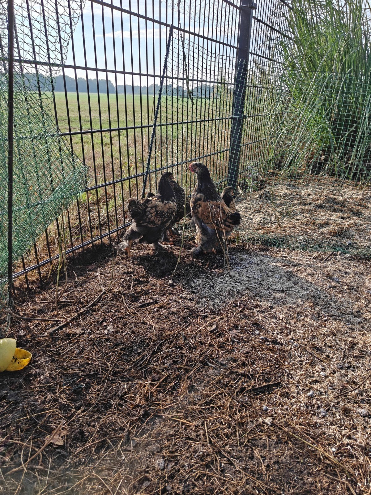Brahma goud zwartgezoomd 3 hennen en een haan, Meerdere dieren, Kip